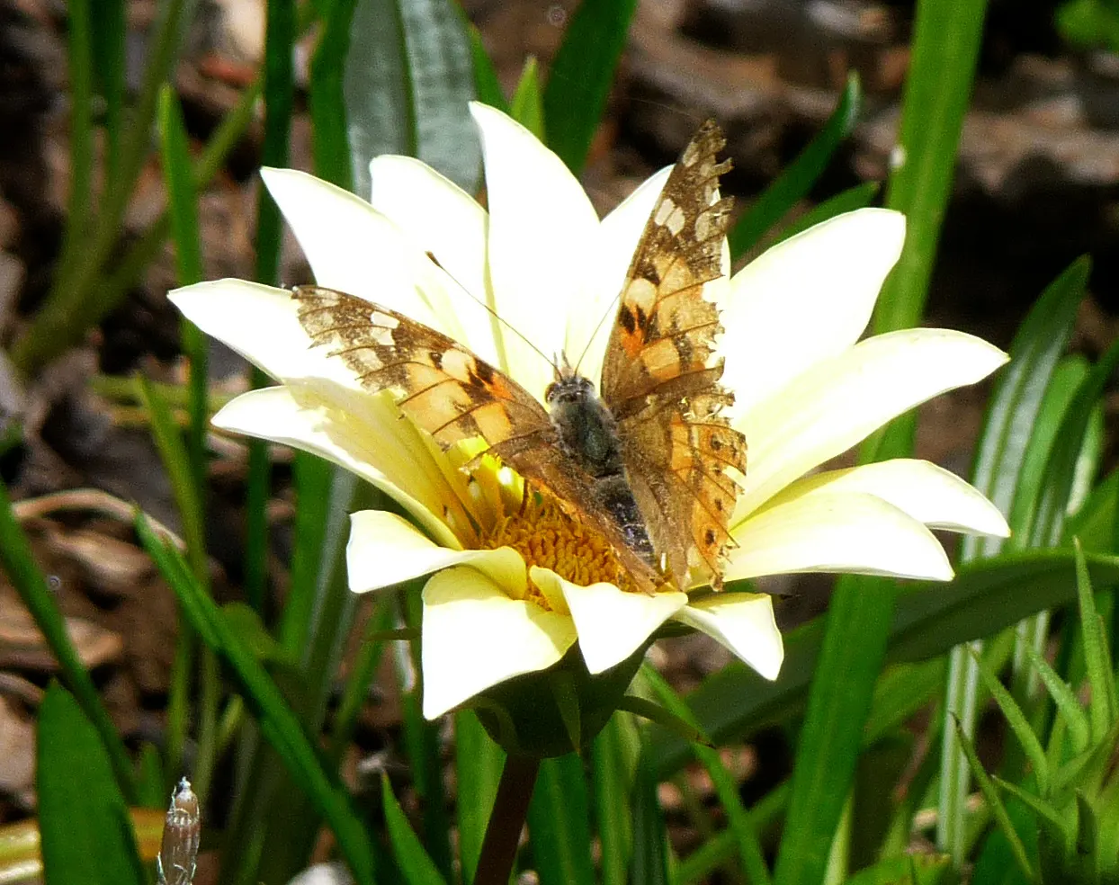 Trailing White Gazania (Gazania 'White') — providing a low-maintenance
