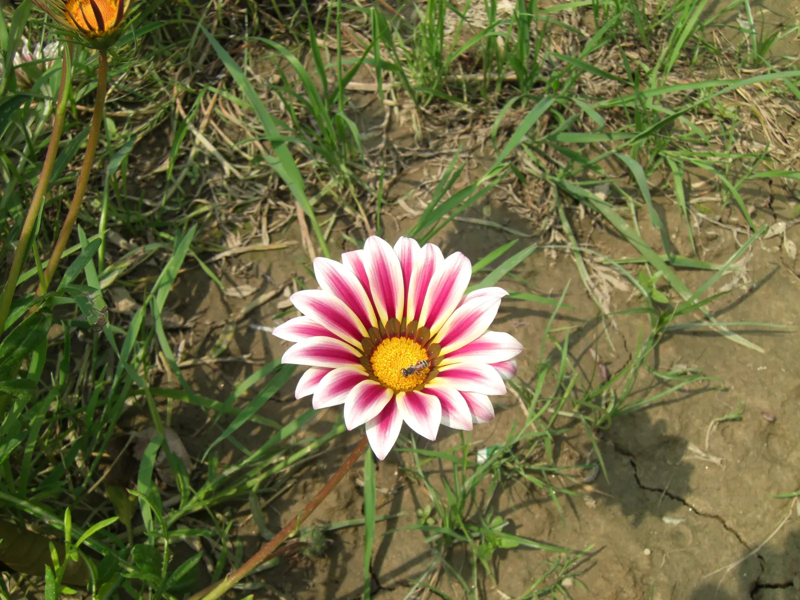 Trailing White Gazania (Gazania 'White') — The Trailing Yellow Gazania