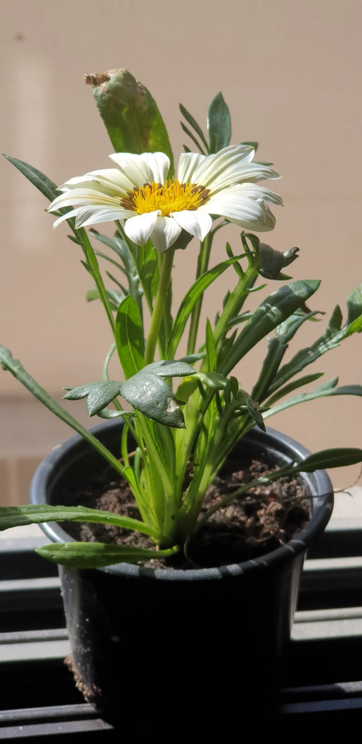 Trailing White Gazania (Gazania 'White') — Its sprawling habit reaches up to 2 feet wide, perfect for rock gardens and sunny slopes