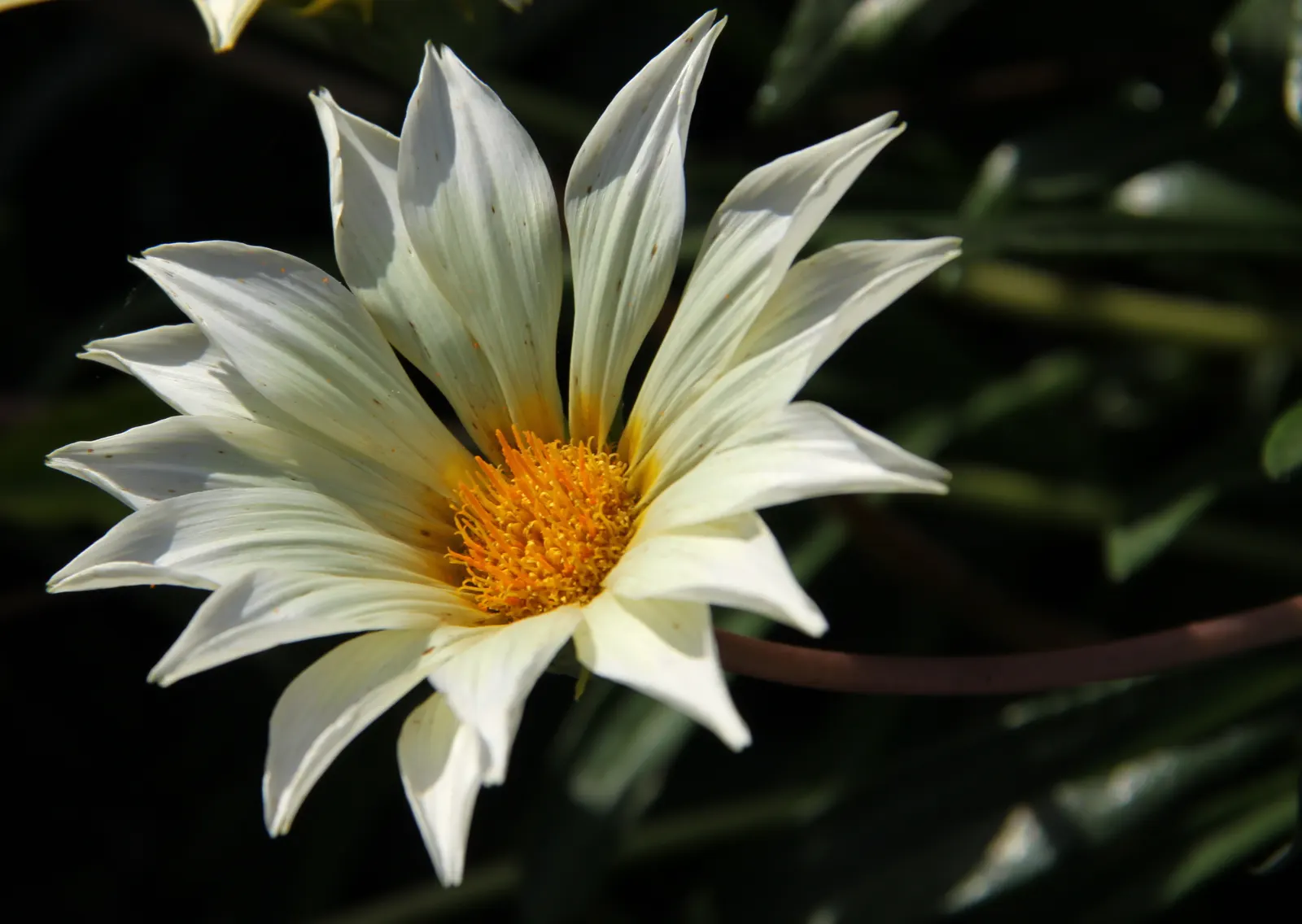 Trailing White Gazania (Gazania 'White') — Gazania 'Sunbathers Sunset Jane'