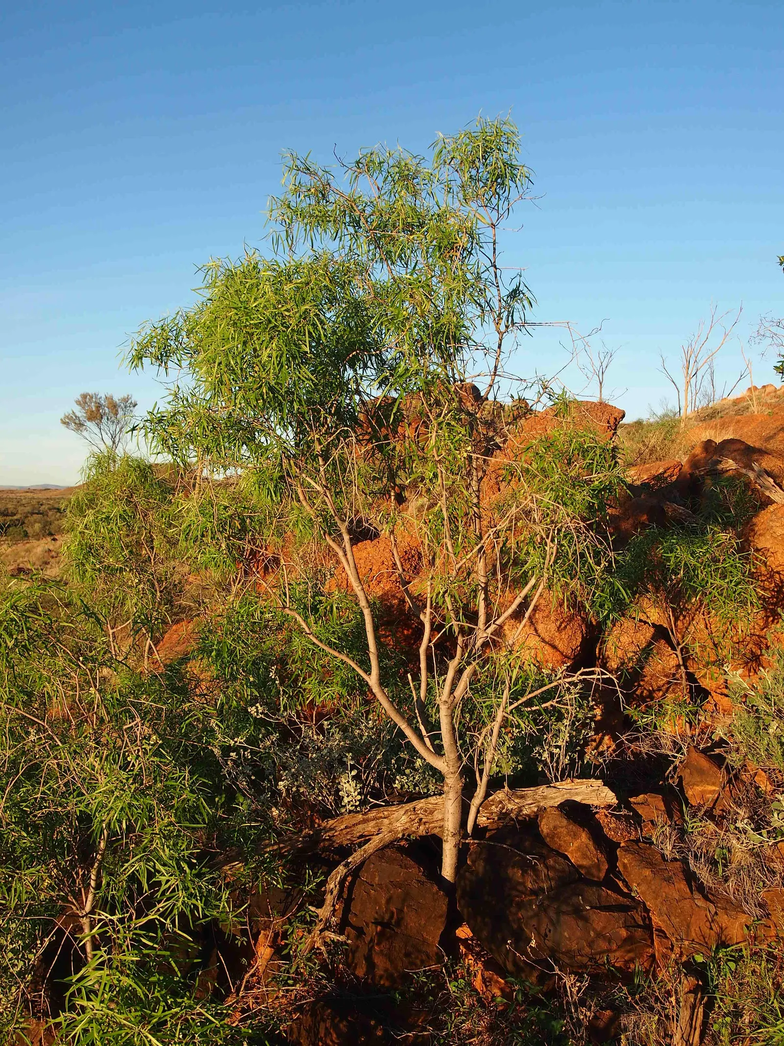 Narrow Leaf Pittosporum (Pittosporum Phillyraeoides) — forming a naturally dense