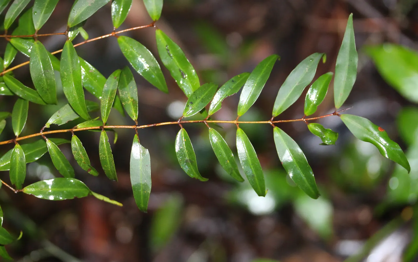 Narrow Leaf Pittosporum (Pittosporum Phillyraeoides) — is an elegant evergreen shrub native to Australia