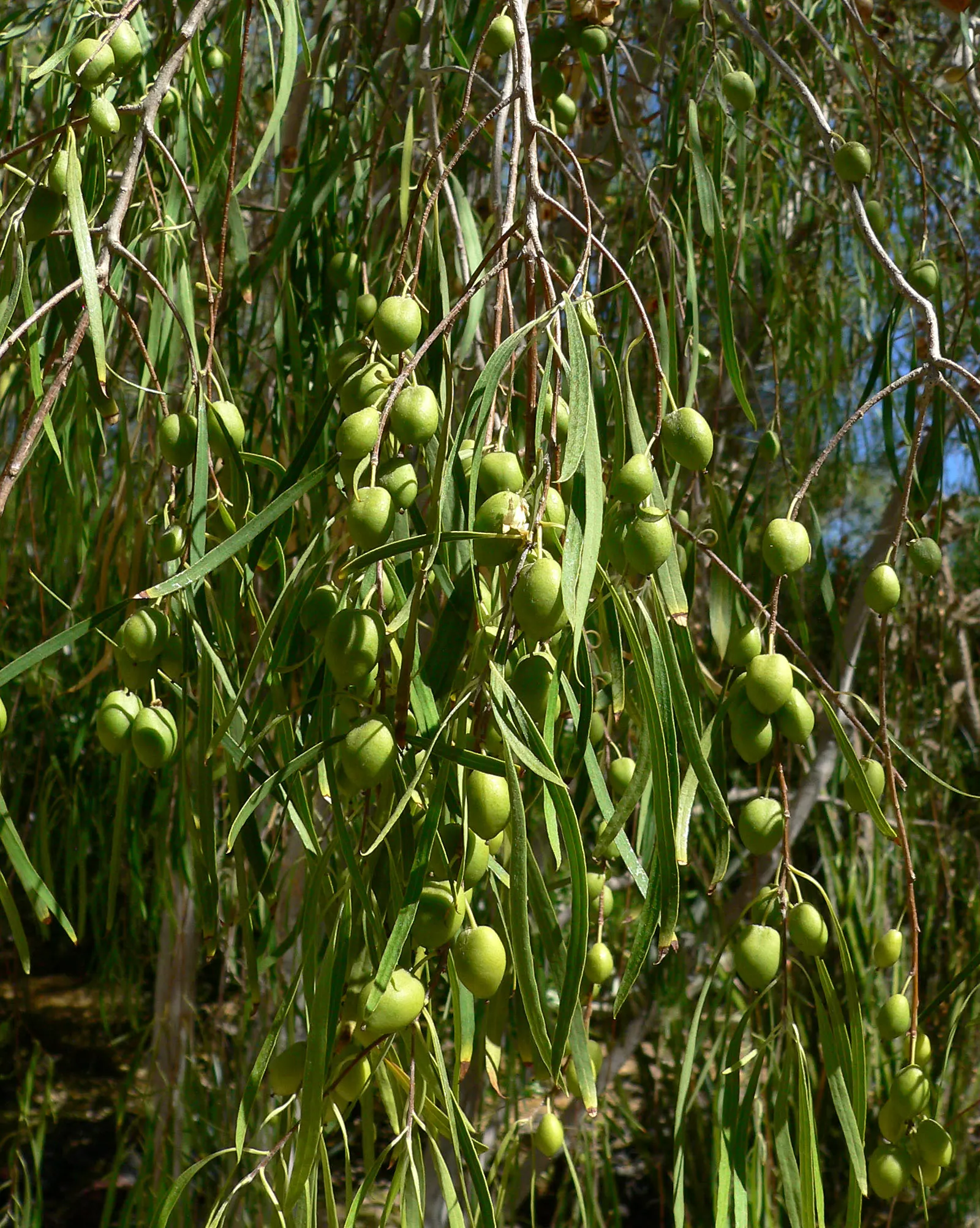 Narrow Leaf Pittosporum (Pittosporum Phillyraeoides) — Drought-tolerant once established