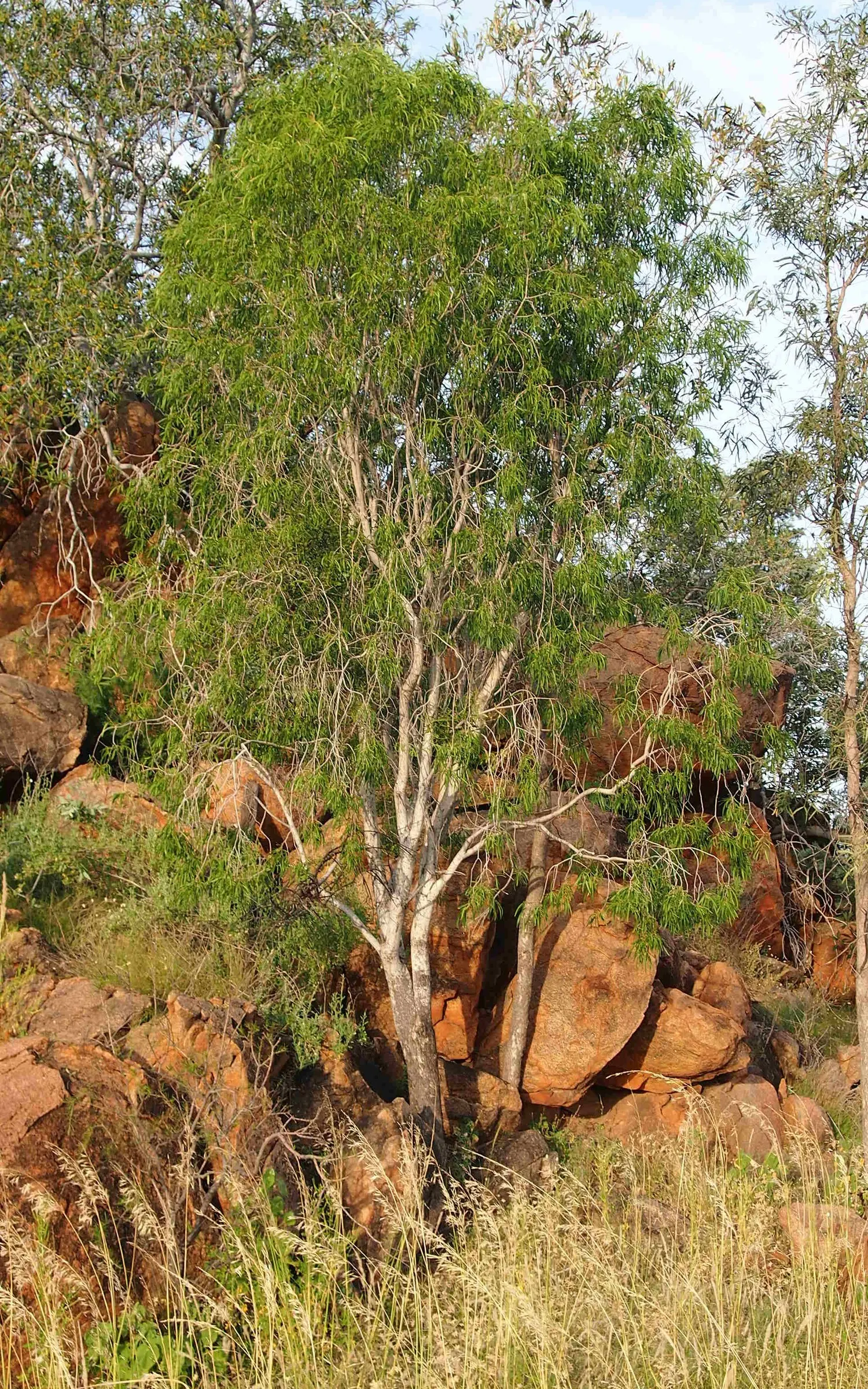 Narrow Leaf Pittosporum (Pittosporum Phillyraeoides) — Mature specimens reach heights of approximately 20 feet with a spread of up to 10 feet