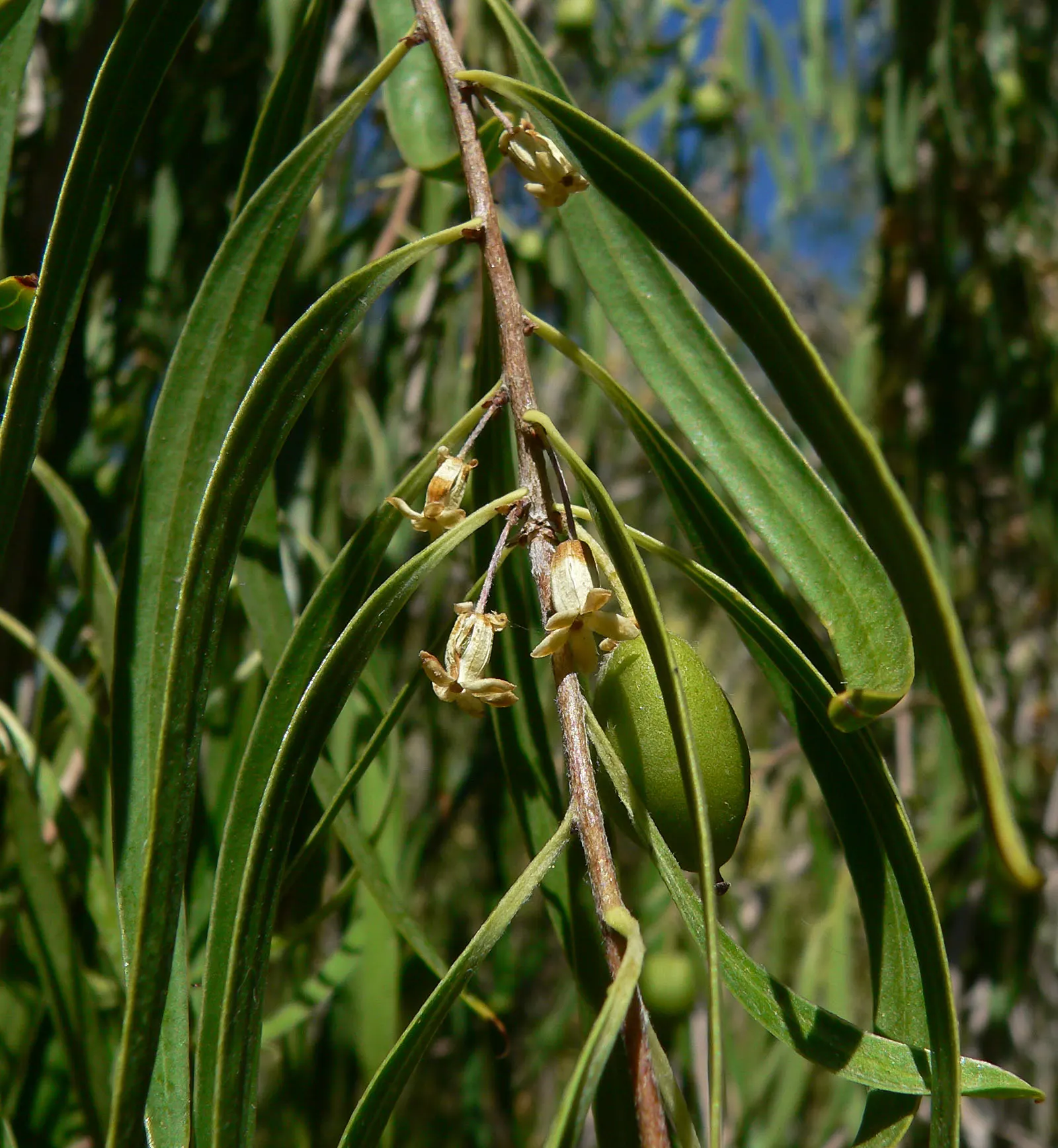 Narrow Leaf Pittosporum (Pittosporum Phillyraeoides) — silver-green foliage ideal for vertical accent in arid landscapes