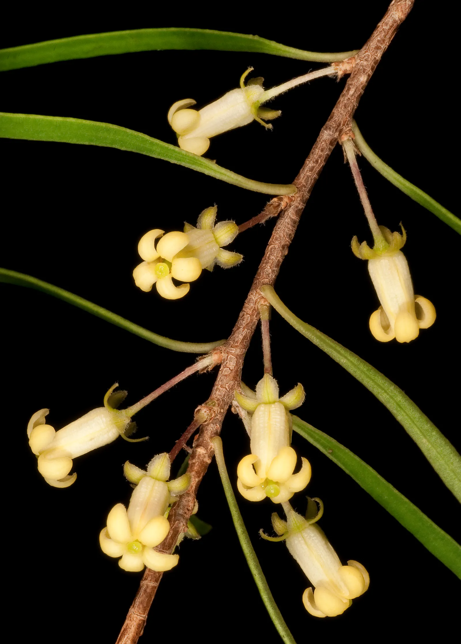 Narrow Leaf Pittosporum (Pittosporum Phillyraeoides) — It is well-suited for landscapes aiming to evoke a sense of texture and vertical structure