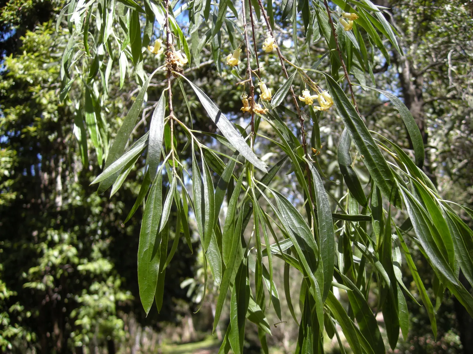 Narrow Leaf Pittosporum (Pittosporum Phillyraeoides) — Narrow Leaf Pittosporum (Pittosporum phillyraeoides)