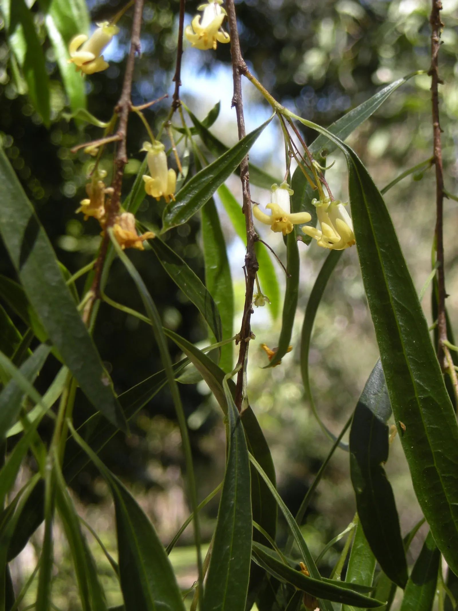 Narrow Leaf Pittosporum (Pittosporum Phillyraeoides) — scientifically known as Pittosporum phillyraeoides