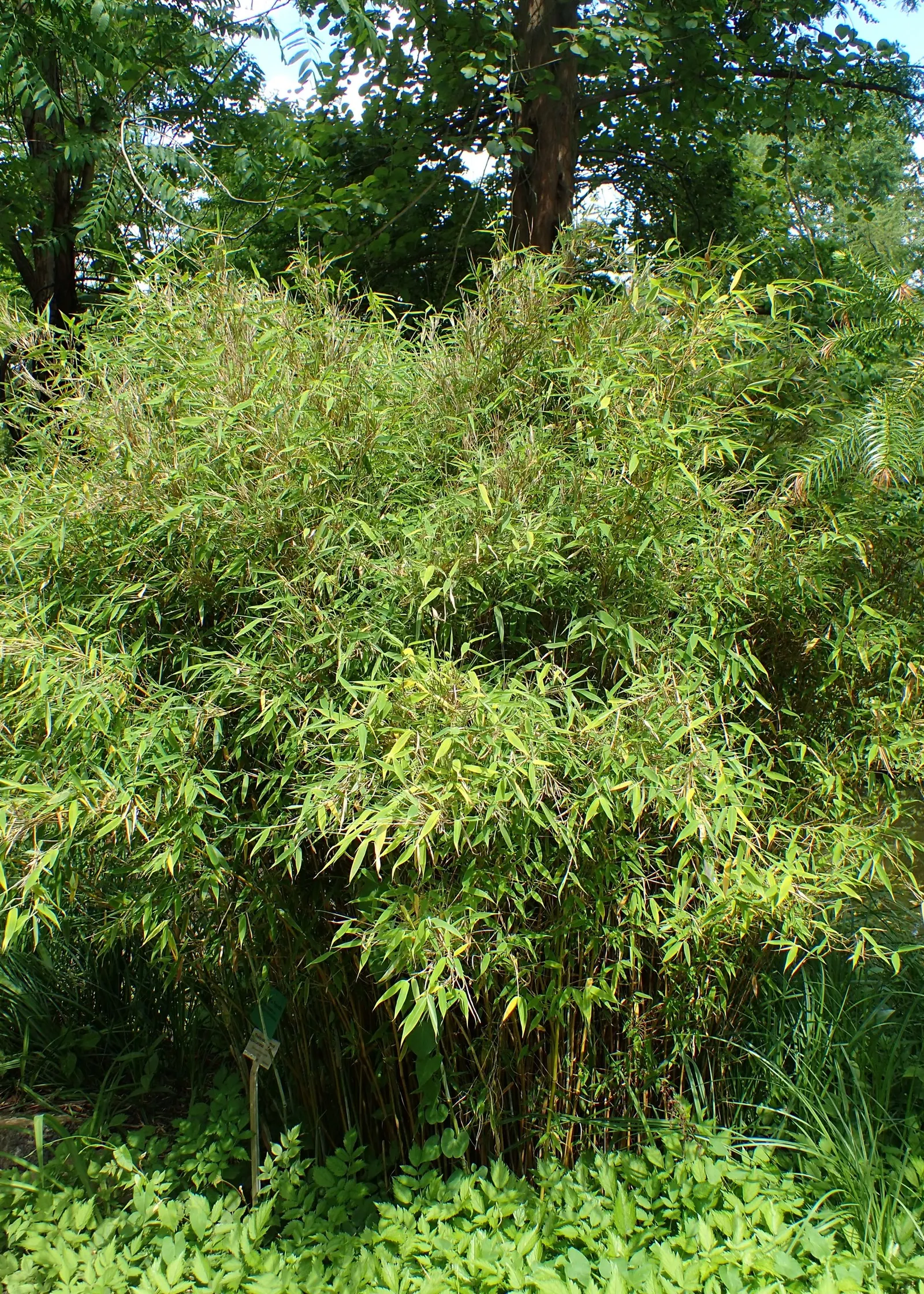 Fountain Bamboo (Fargesia Nitida) — The leaves are generally about 2 to 5 inches long and up to 0.5 inches wide