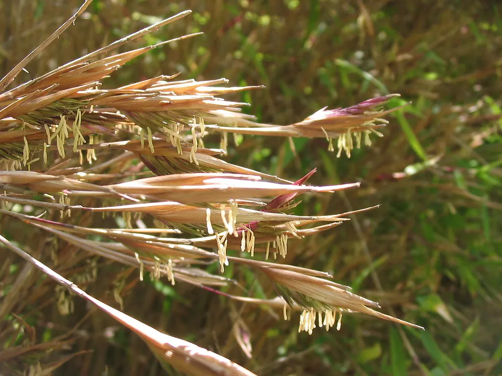 Fountain Bamboo (Fargesia Nitida) — non-invasive bamboo species ideal for adding elegance and tranquility to any landscape