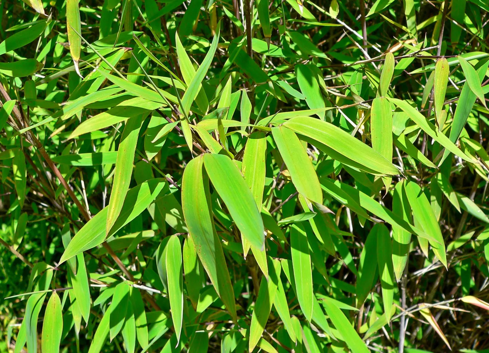 Fountain Bamboo (Fargesia Nitida) — It prefers well-drained, moist soil but is tolerant of a range of soil types