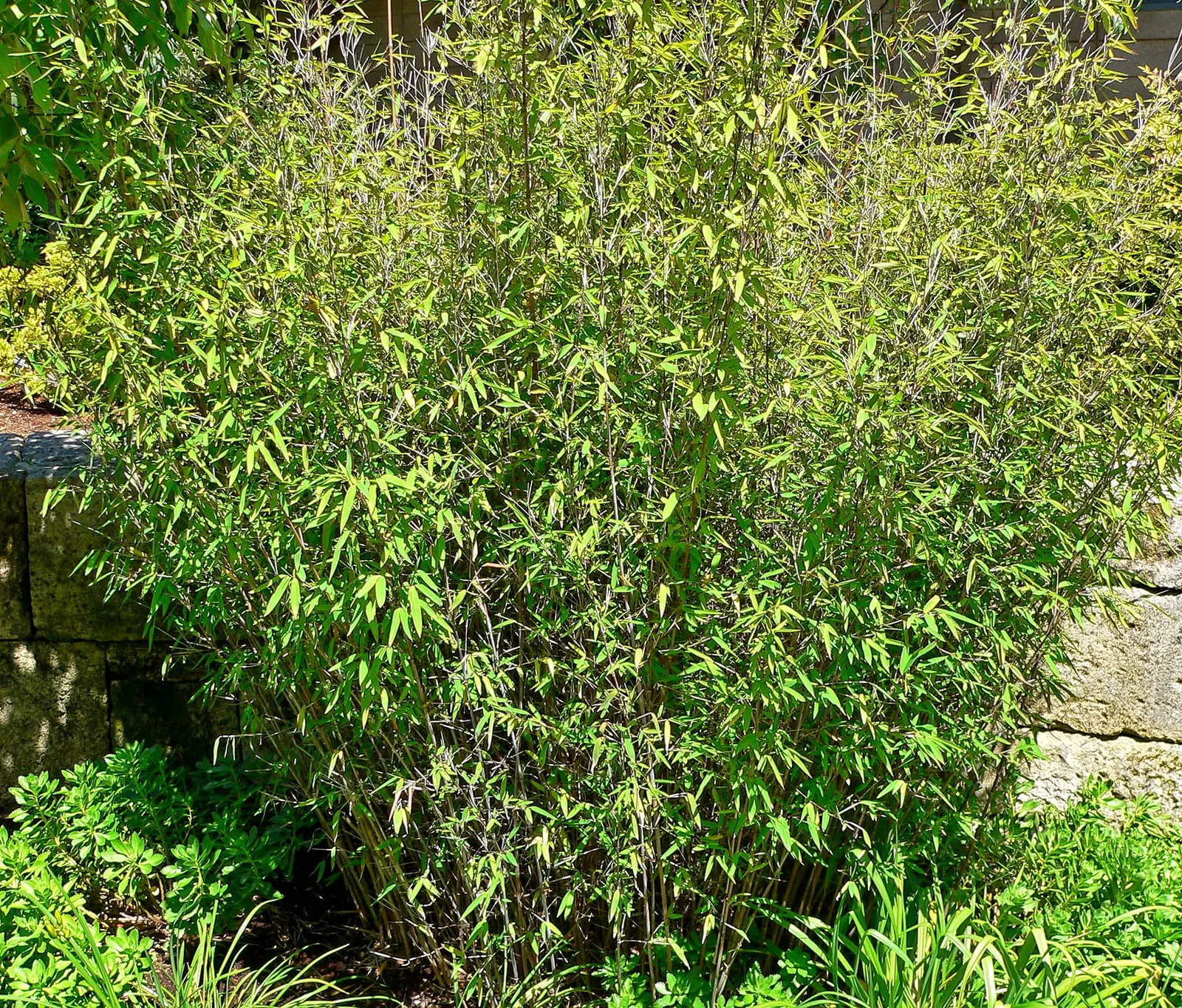 Fountain Bamboo (Fargesia Nitida) — lance-shaped leaves which create a lush