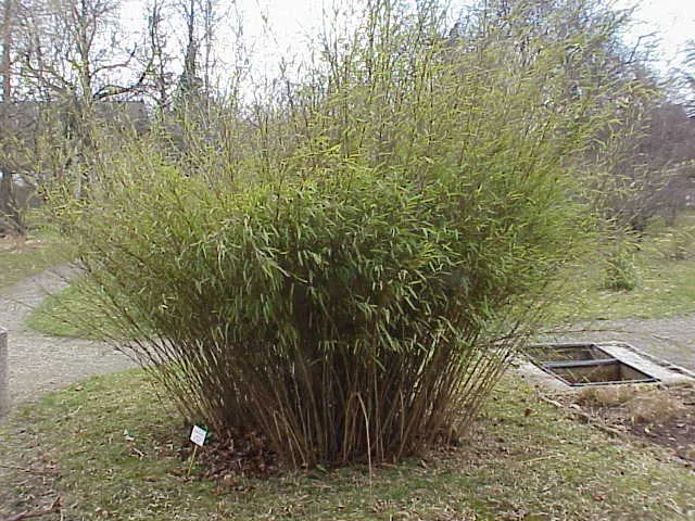 Fountain Bamboo (Fargesia Nitida) — Lush, fountain-like foliage reaches 12-18 feet high, with canes 0.5-1 inch in diameter