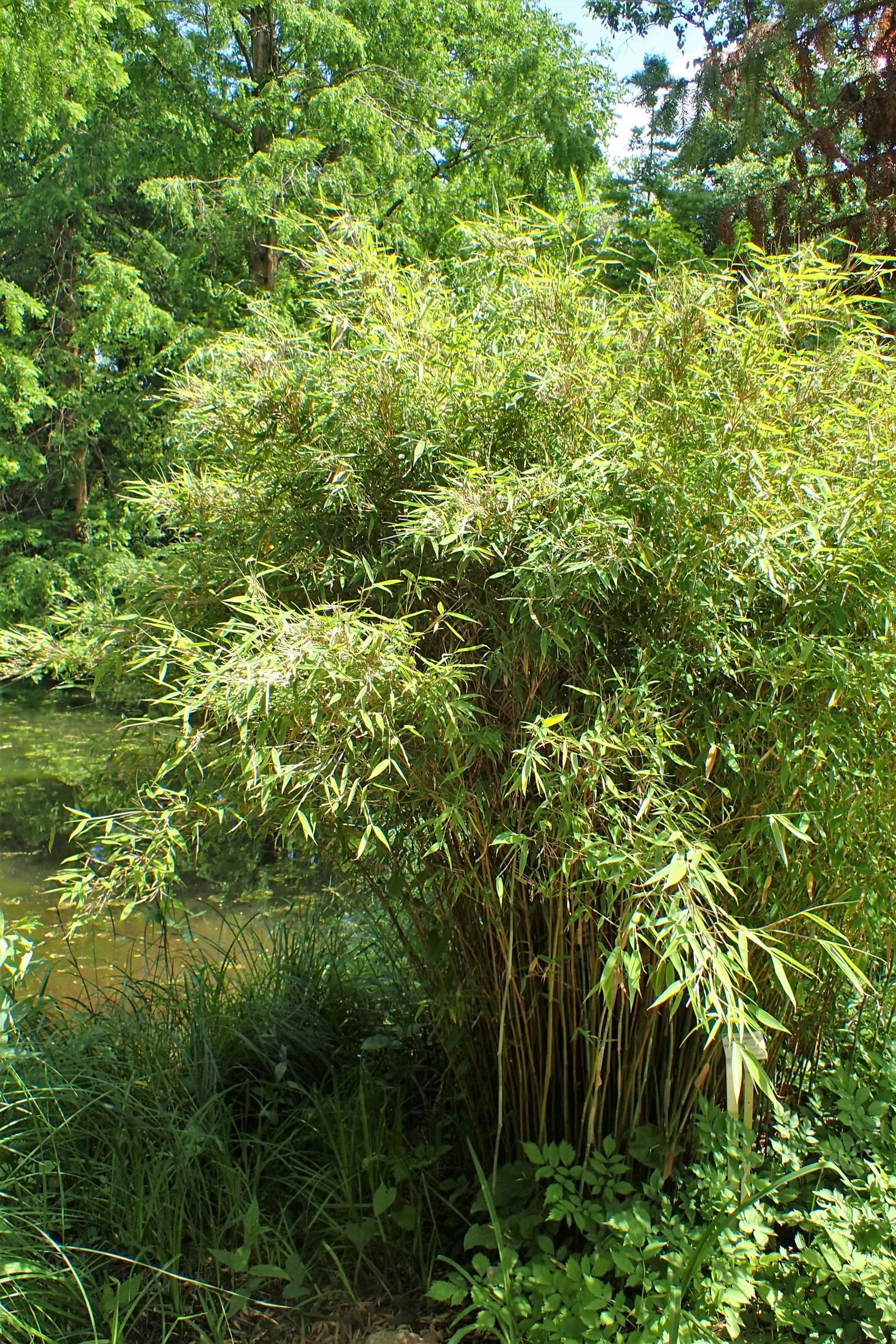 Fountain Bamboo (Fargesia Nitida) — This ornamental grass reaches a mature height of approximately 10 to 15 feet
