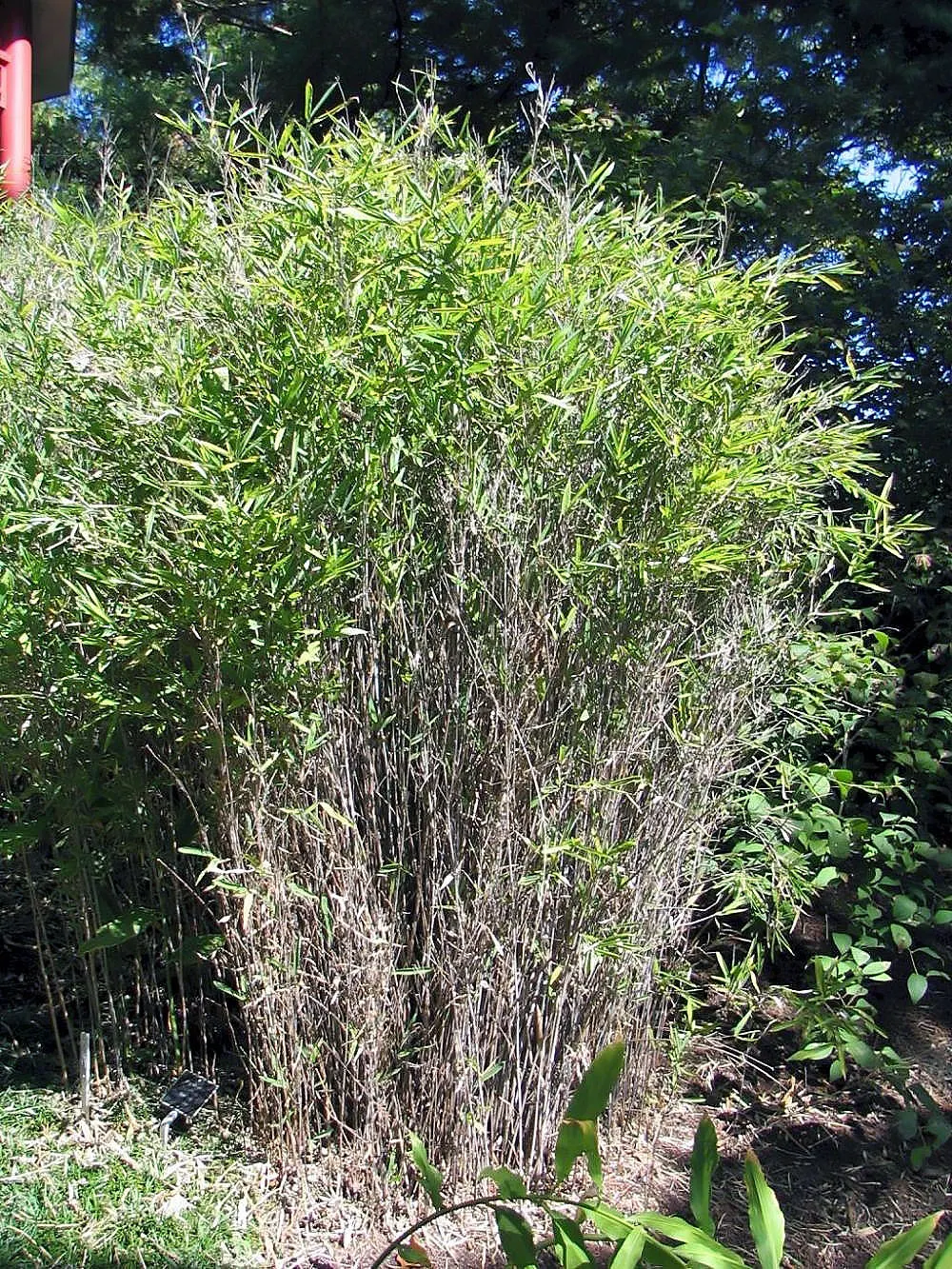 Fountain Bamboo (Fargesia Nitida) — offer a striking contrast with their deep purple to blue hues