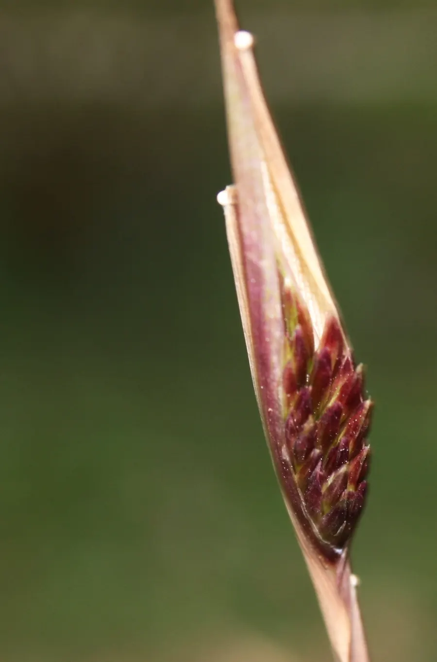 Fountain Bamboo (Fargesia Nitida) — commonly called Fountain Bamboo