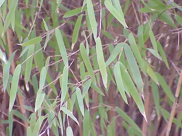 Fountain Bamboo (Fargesia Nitida) — Hardy in zones 5-9, it offers year-round interest and privacy screening, thriving in well-drained soil