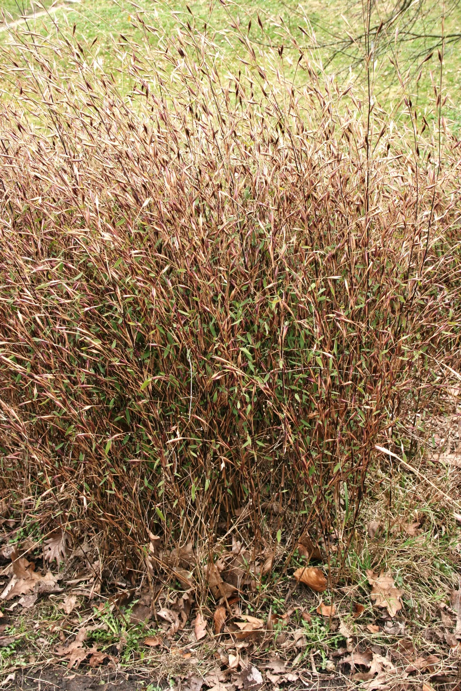 Fountain Bamboo (Fargesia Nitida) — perfect for partial to full shade areas