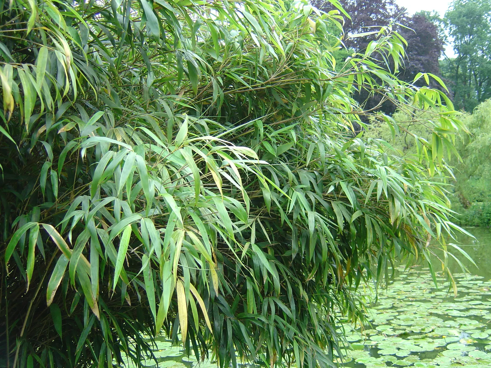 Fountain Bamboo (Fargesia Nitida) — making it versatile for various garden settings.<br><br>Hardy in USDA zones 5 through 8