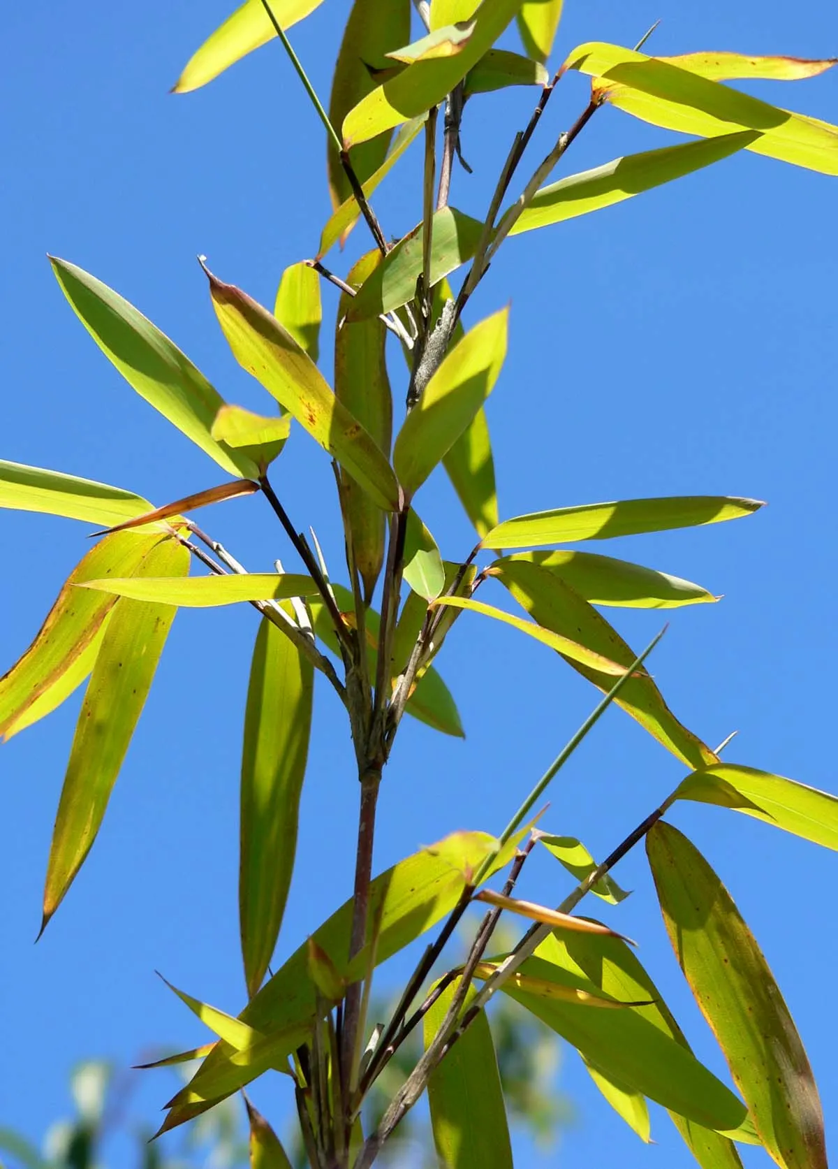 Fountain Bamboo (Fargesia Nitida) — Fountain Bamboo (Fargesia nitida) is a clump-forming