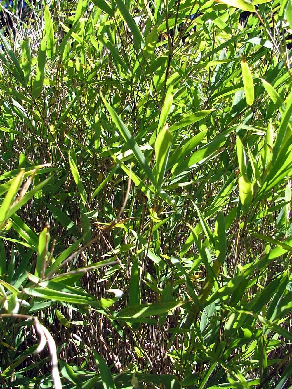 Fountain Bamboo (Fargesia Nitida) — becoming more pronounced with age and exposure to full sunlight