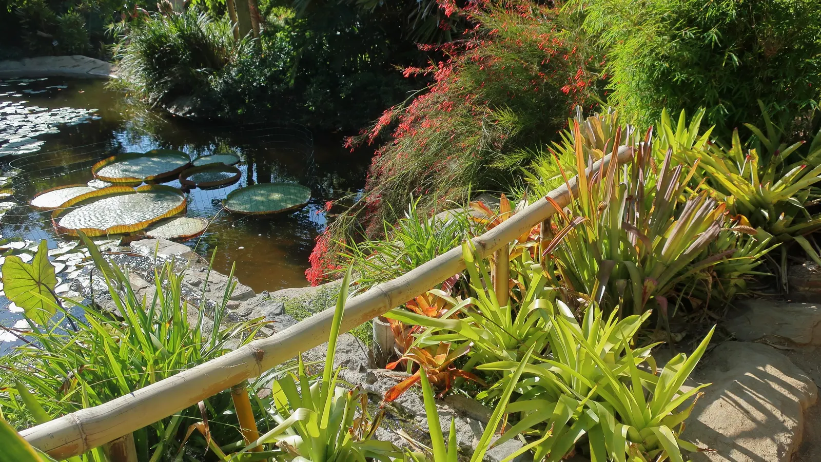 Fountain Bamboo (Fargesia Nitida) — Low maintenance and cold-resistant