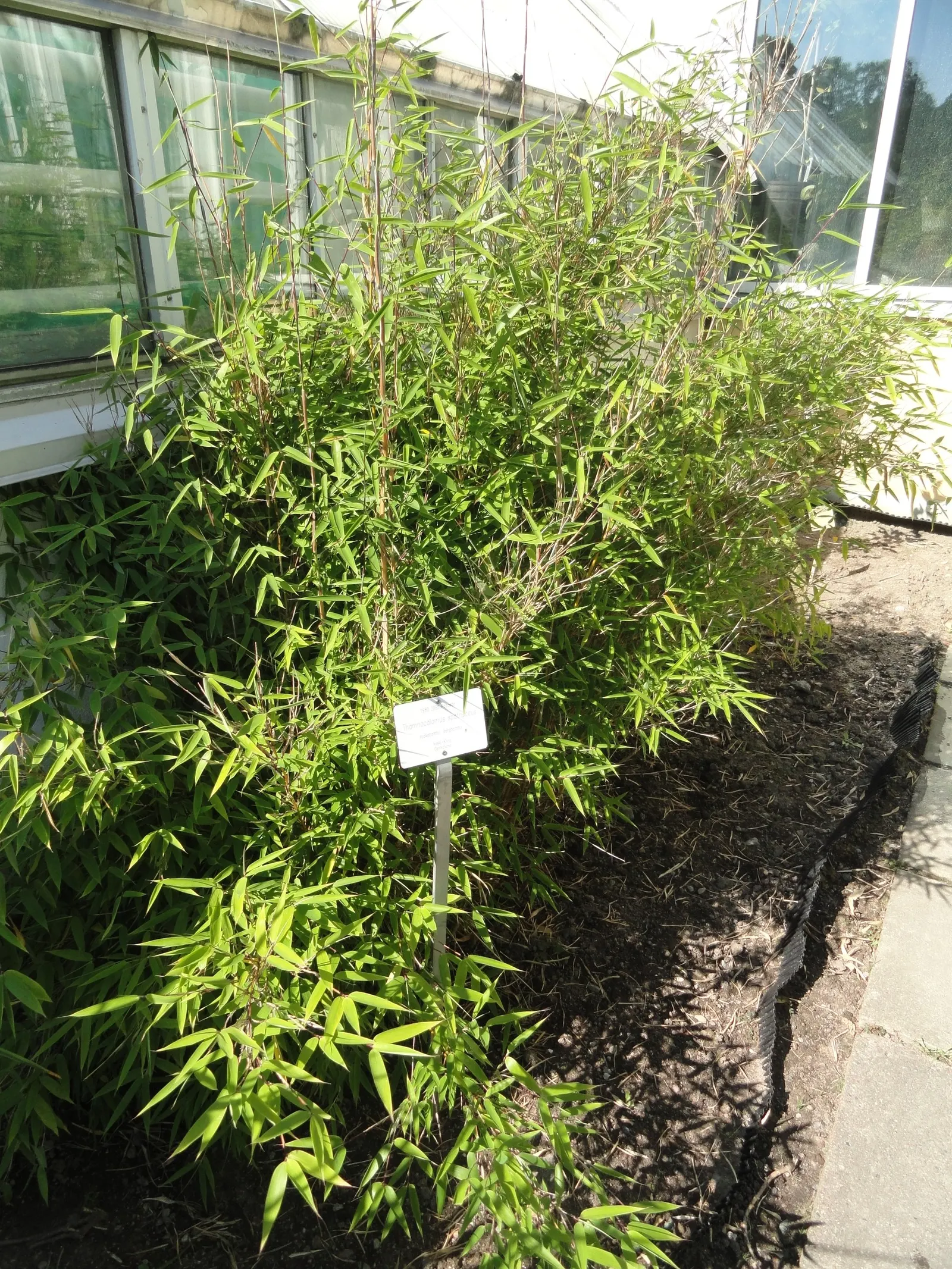 Fountain Bamboo (Fargesia Nitida) — providing a fine-textured appearance