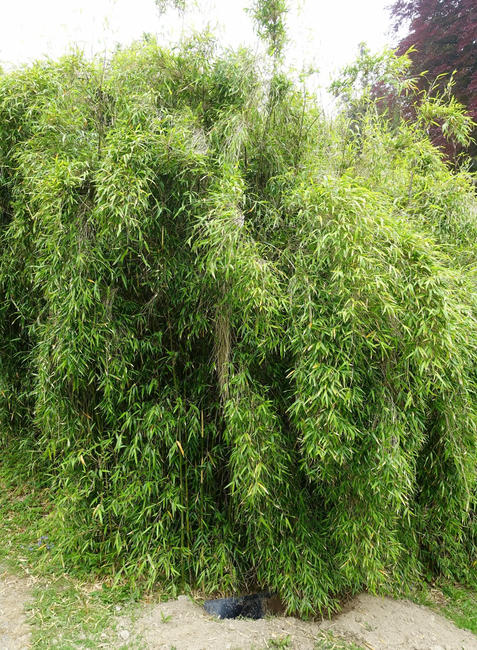 Fountain Bamboo (Fargesia Nitida) — Remember to space the plants about 4 to 5 feet apart to give them ample room to flourish