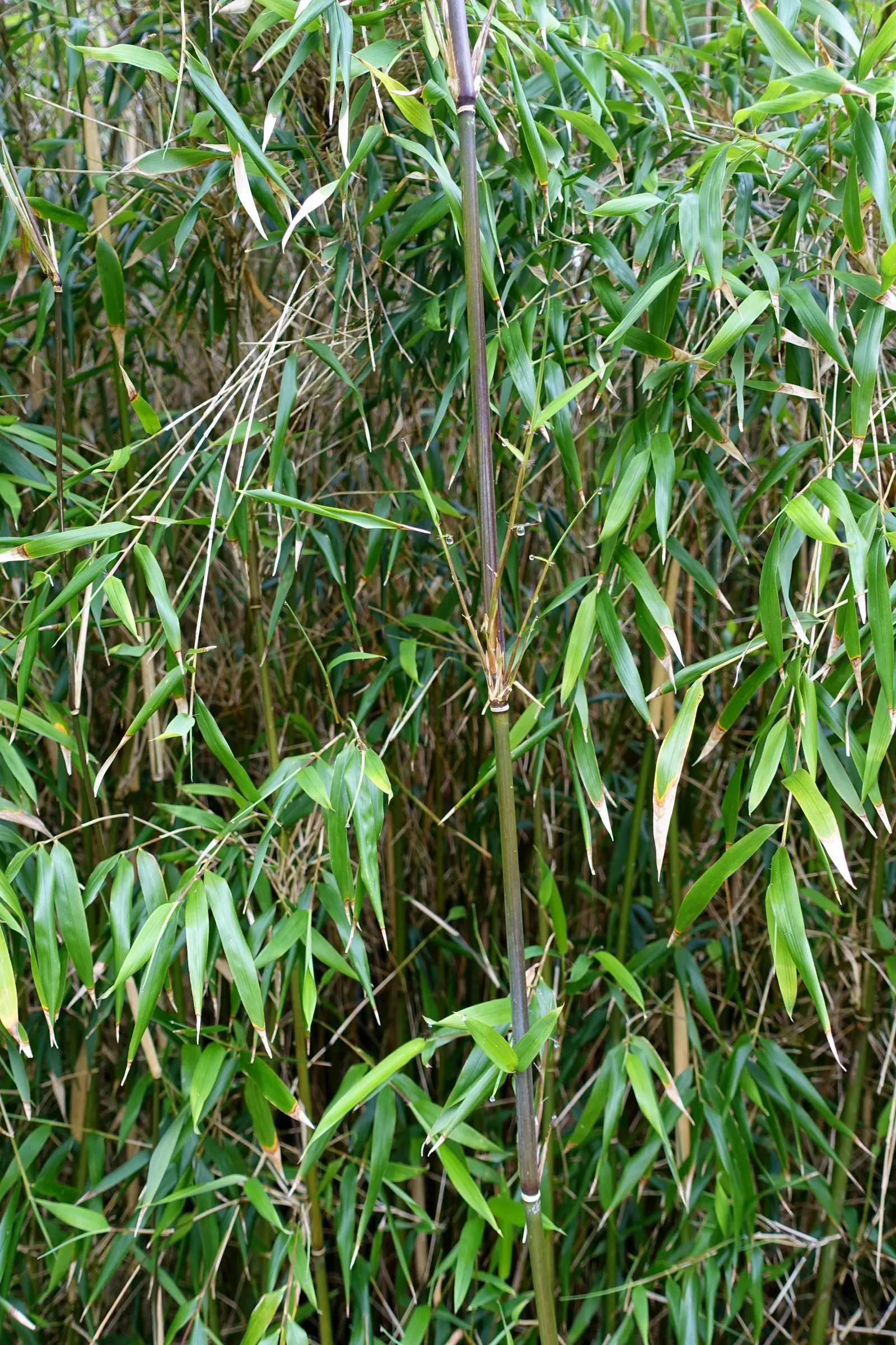 Fountain Bamboo (Fargesia Nitida) — this plant thrives in both full sun and partial shade