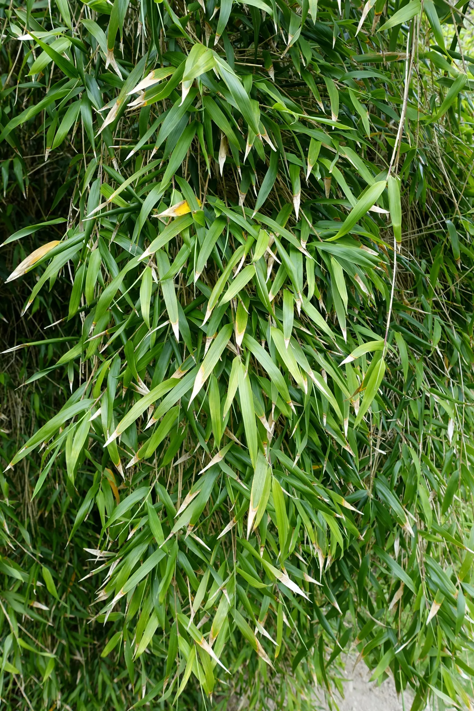 Fountain Bamboo (Fargesia Nitida) — which can be about 0.5 to 1.5 inches in diameter