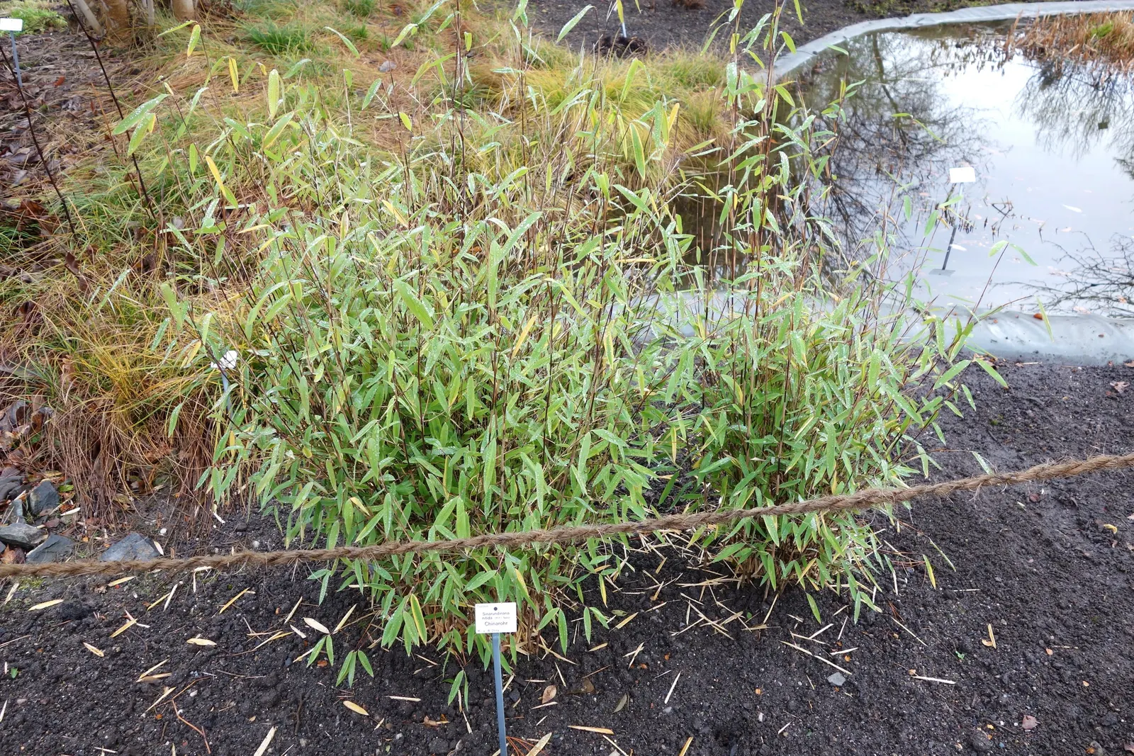Fountain Bamboo (Fargesia Nitida) — it is an ideal choice for adding texture and a serene ambience to cool climate gardens