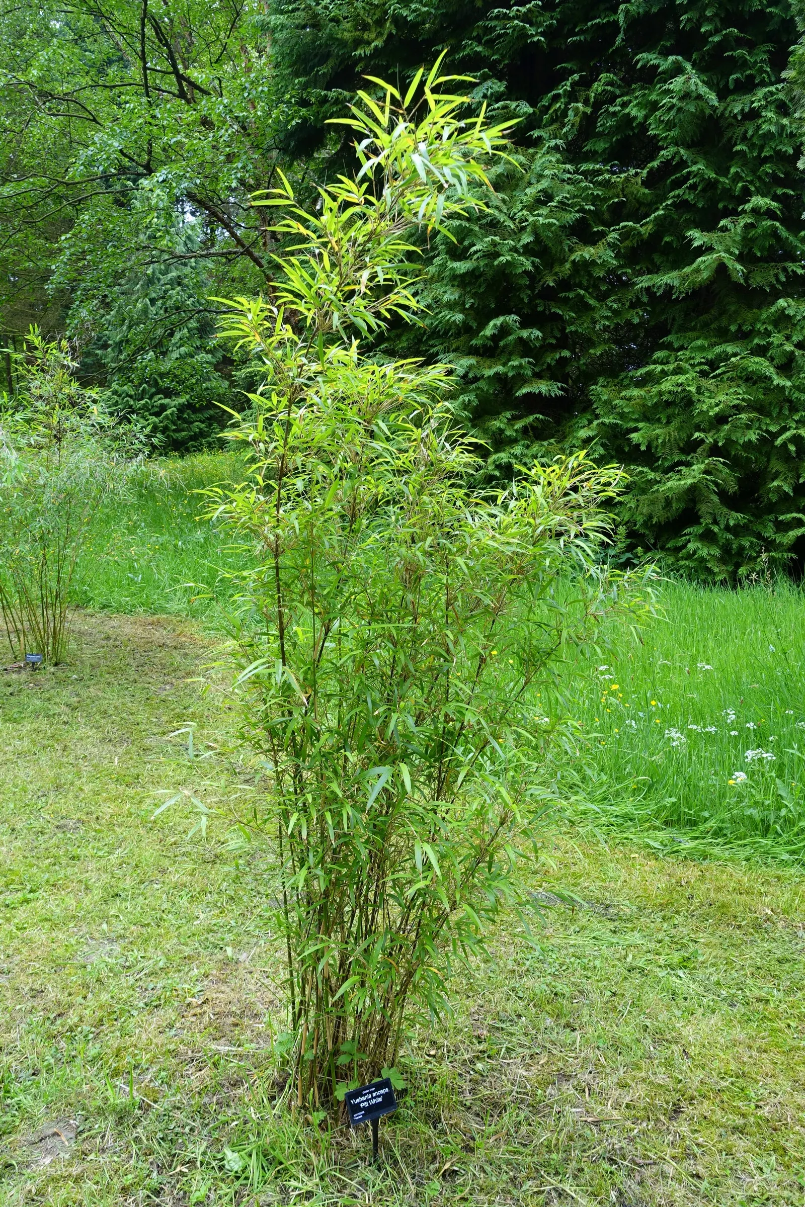 Fountain Bamboo (Fargesia Nitida) — Fargesia nitida can withstand temperatures down to roughly -20&deg;F