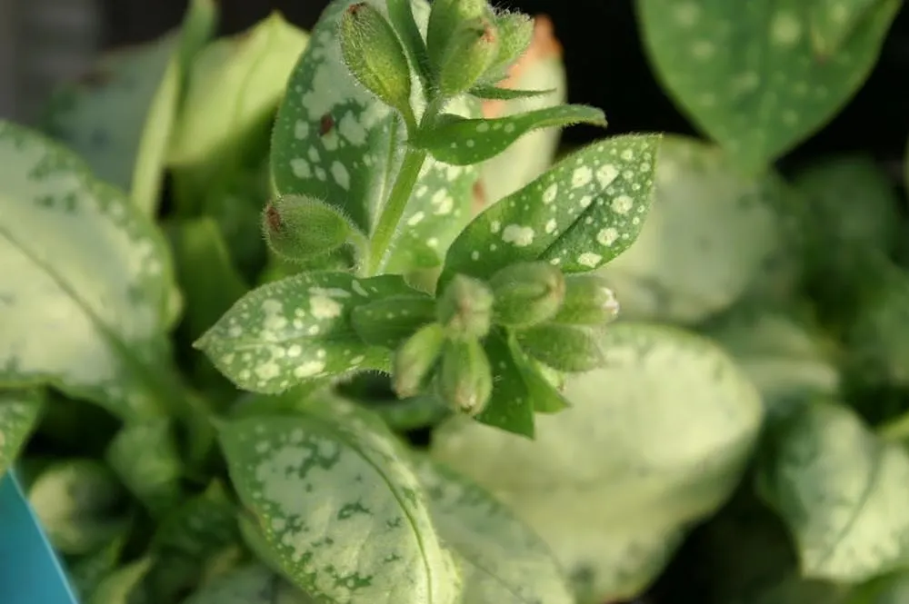 Moonshine Lungwort (Pulmonaria 'Moonshine') — preferring partial to full shade and moist