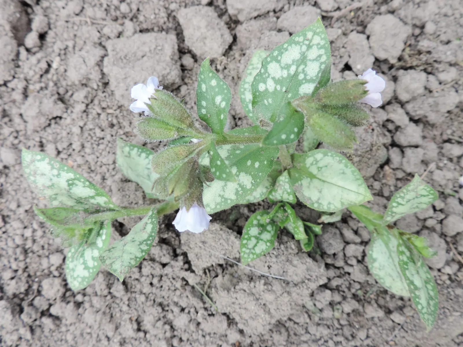 Moonshine Lungwort (Pulmonaria 'Moonshine') — it reaches a mature size of about 12 inches tall and 18 inches wide