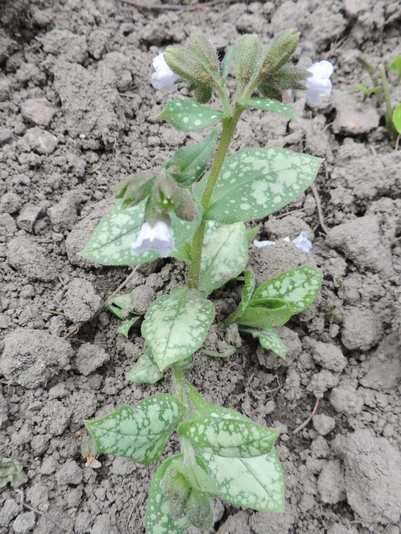Moonshine Lungwort (Pulmonaria 'Moonshine') — presents a marvelous display of silver foliage beneath clusters of cobalt blue
