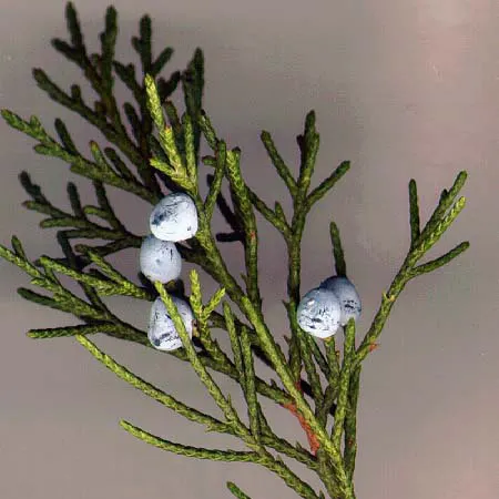 Red Cedar (Juniperus Virginiana) — symbolizing hardy adaptability to a wide range of climates; and it can endure conditions from occasional droughts to salt