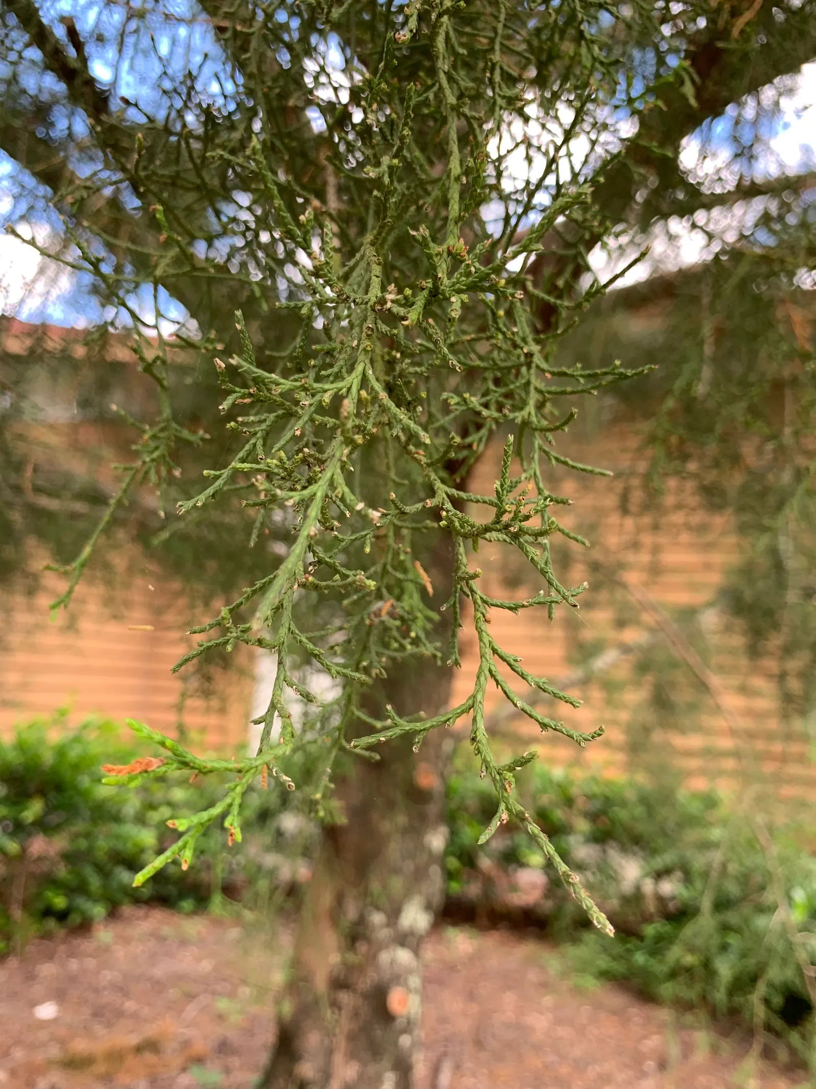Red Cedar (Juniperus Virginiana) — making it a versatile choice for diversified settings; contributing to the ecosystem-friendly aspect of the