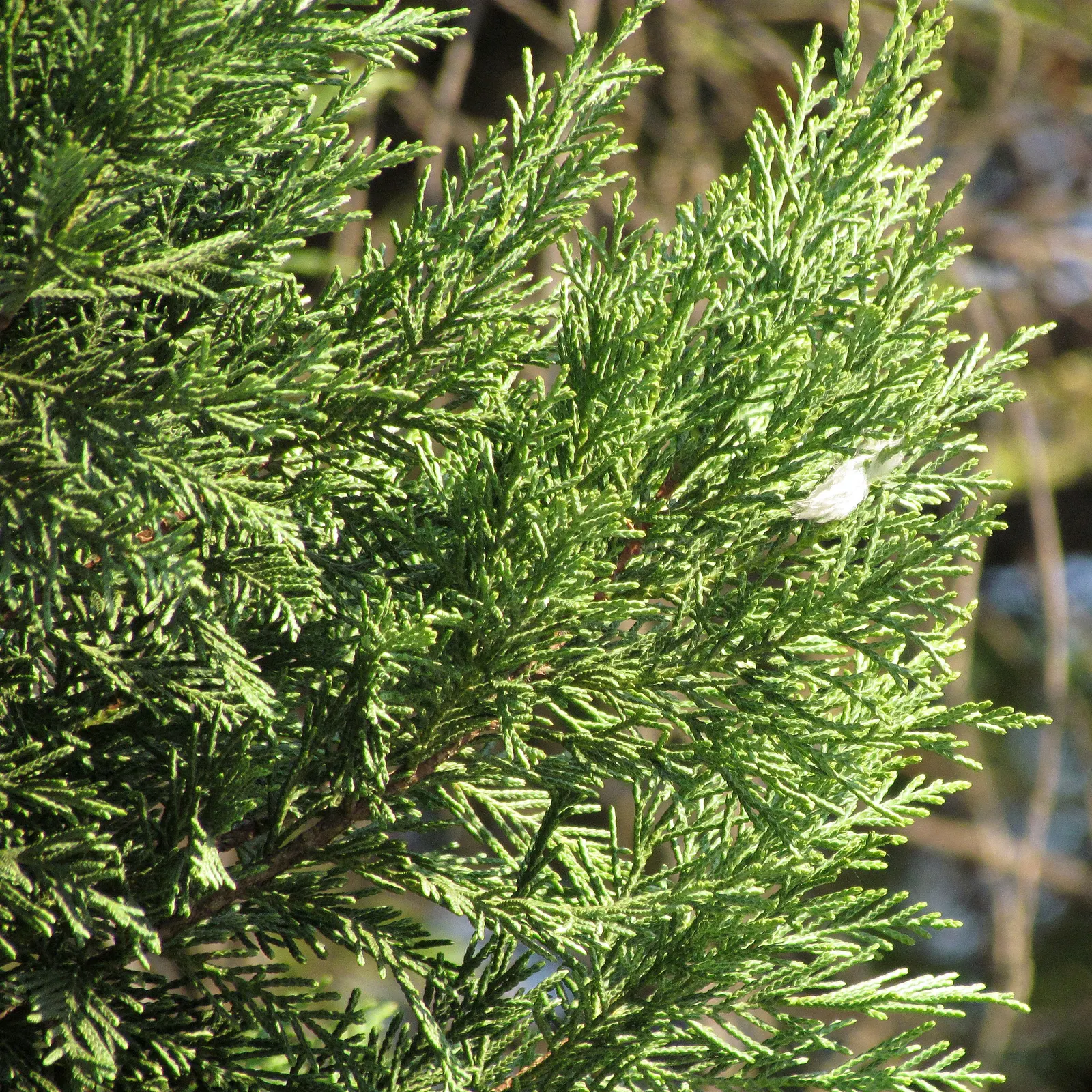 Red Cedar (Juniperus Virginiana) — Its berry-like cones attract wildlife, while withstanding poor soil and drought