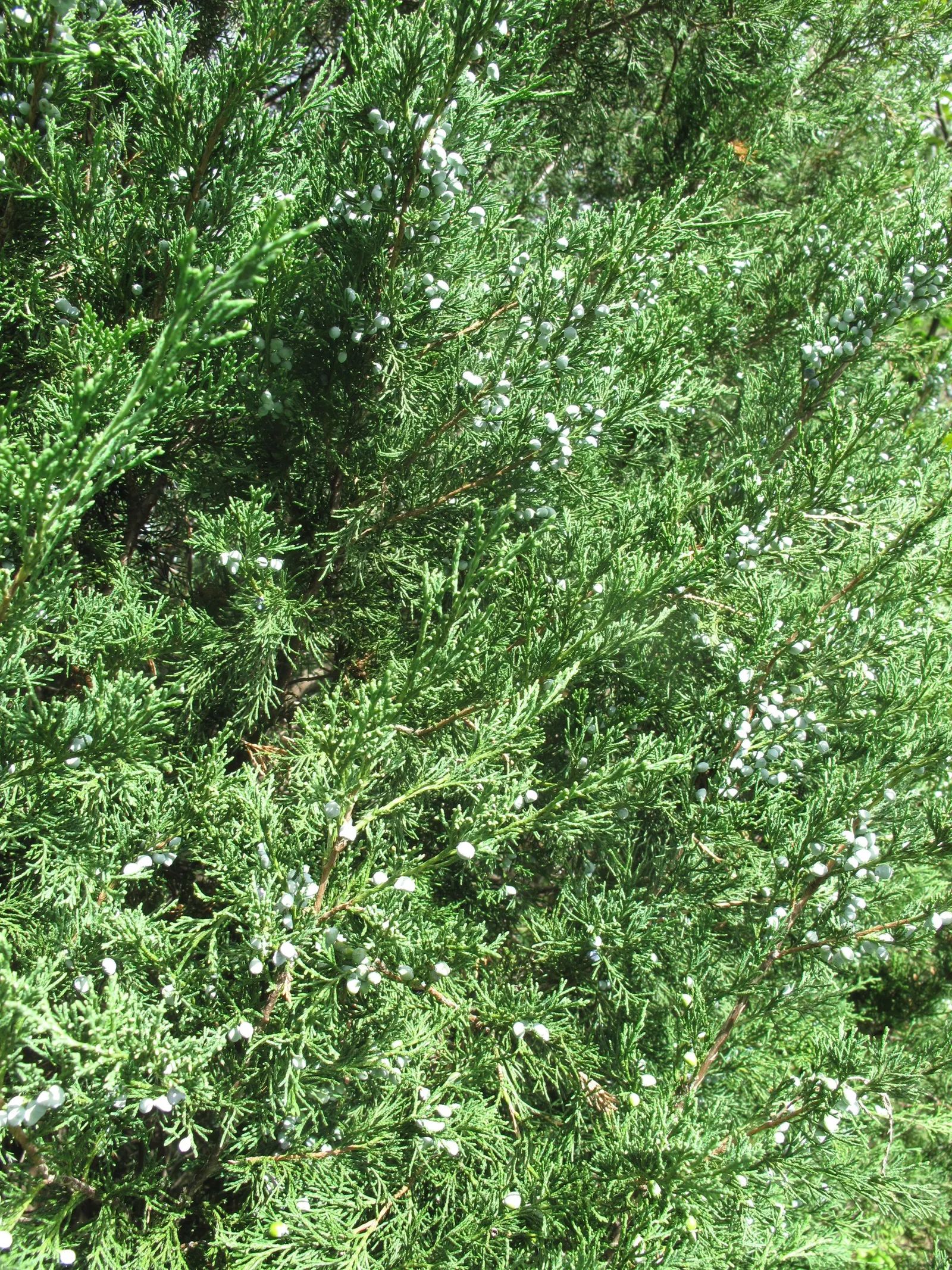 Red Cedar (Juniperus Virginiana) — scale-like needles which impart a deep; tolerating a variety of soils from moist to dry