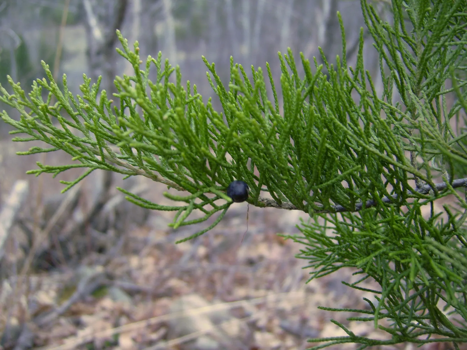 Red Cedar (Juniperus Virginiana) — thanks to its dense growth habit.<br><br>When planning; its berry-like cones attract wildlife, while withstanding poor soil