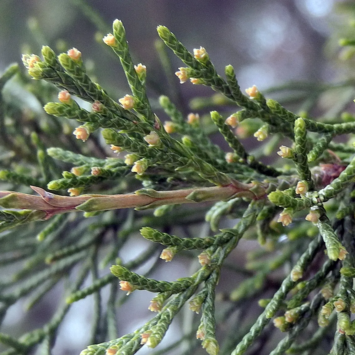 Red Cedar (Juniperus Virginiana) — The Red Cedar can attain a mature height of 40 to 50 feet with a spread of 8 to 20 feet; juniperus virginiana, commonly