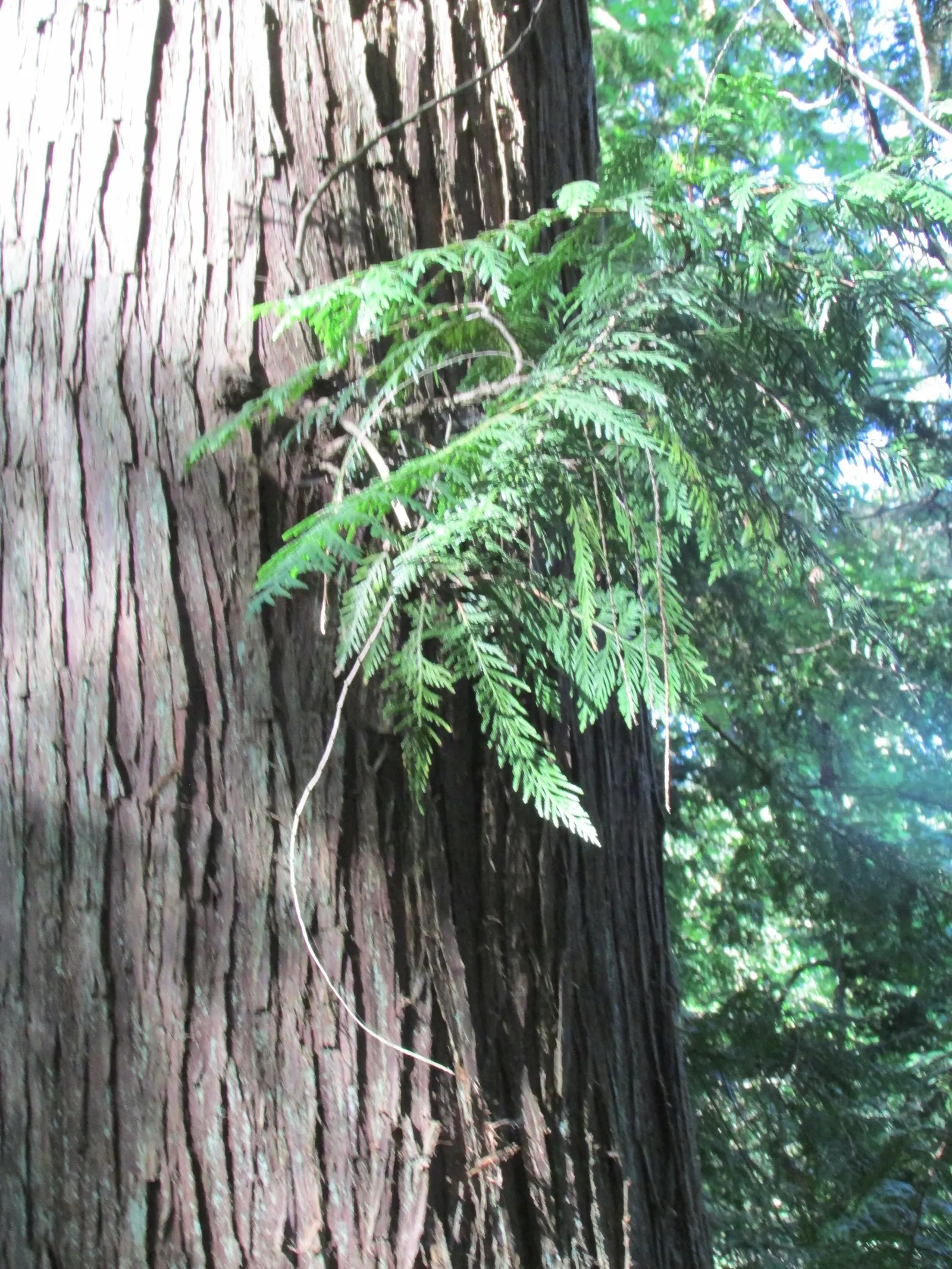Red Cedar (Juniperus Virginiana) — making it a versatile choice for diversified settings