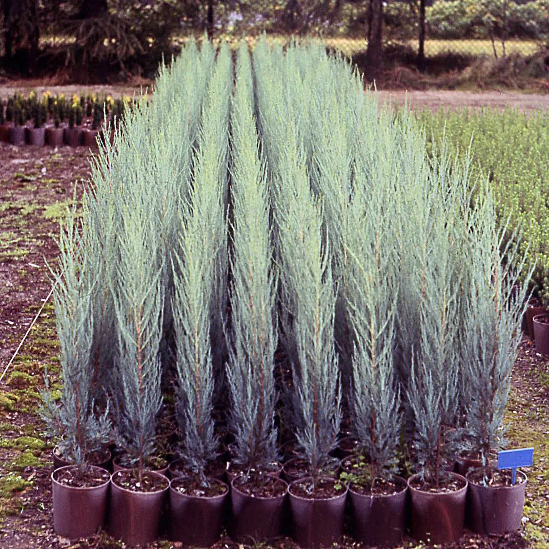 Red Cedar (Juniperus Virginiana) — is a coniferous evergreen that offers robust character to any landscape design