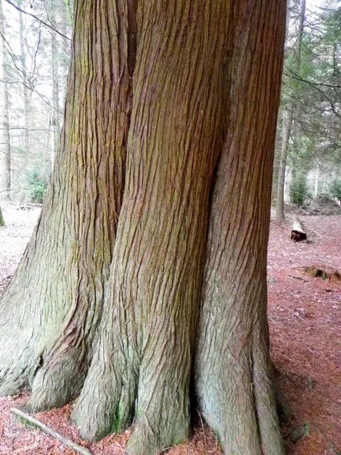 Red Cedar (Juniperus Virginiana) — the Red Cedar is notably durable