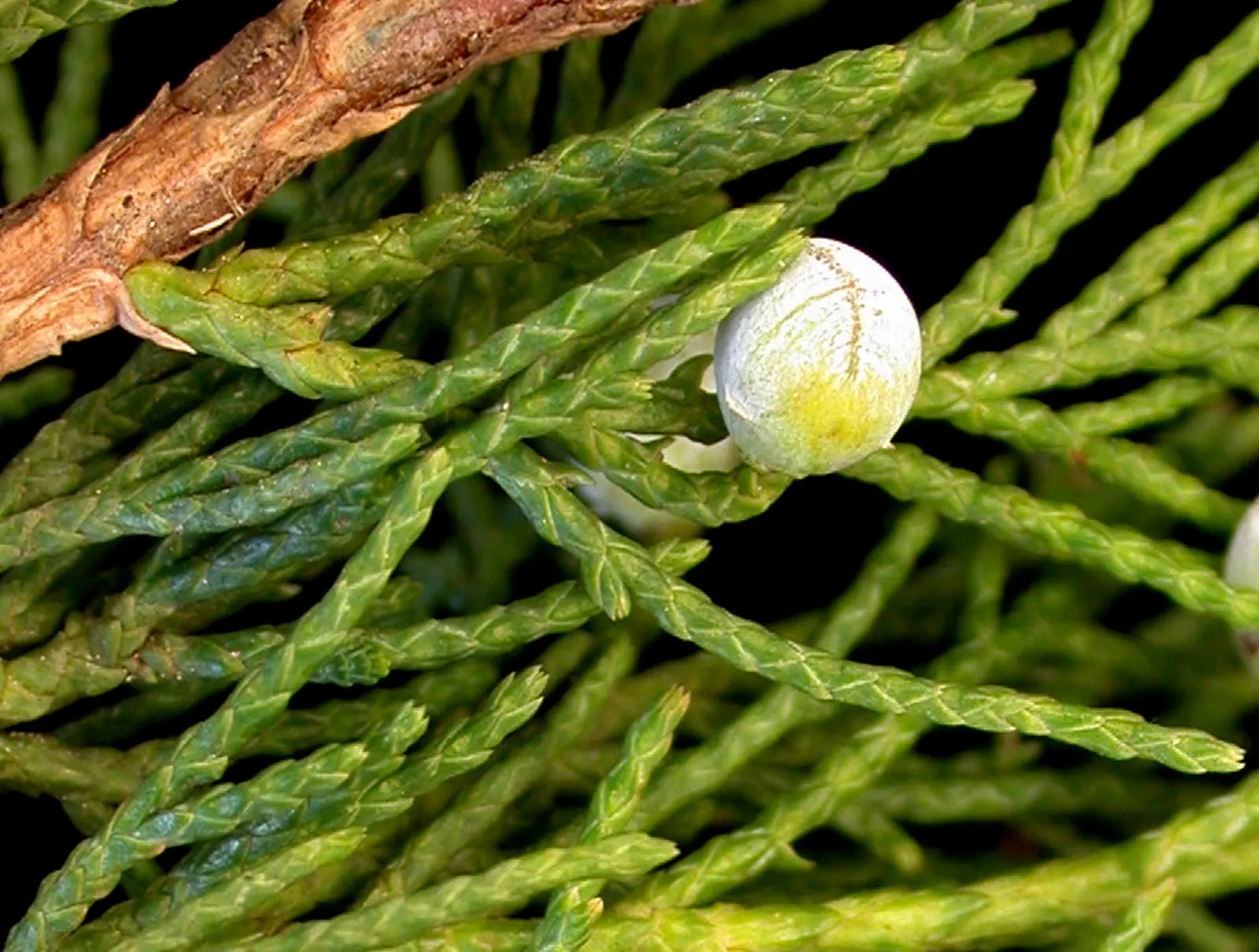 Red Cedar (Juniperus Virginiana) — This native tree thrives in zones 2-9, preferring full sun