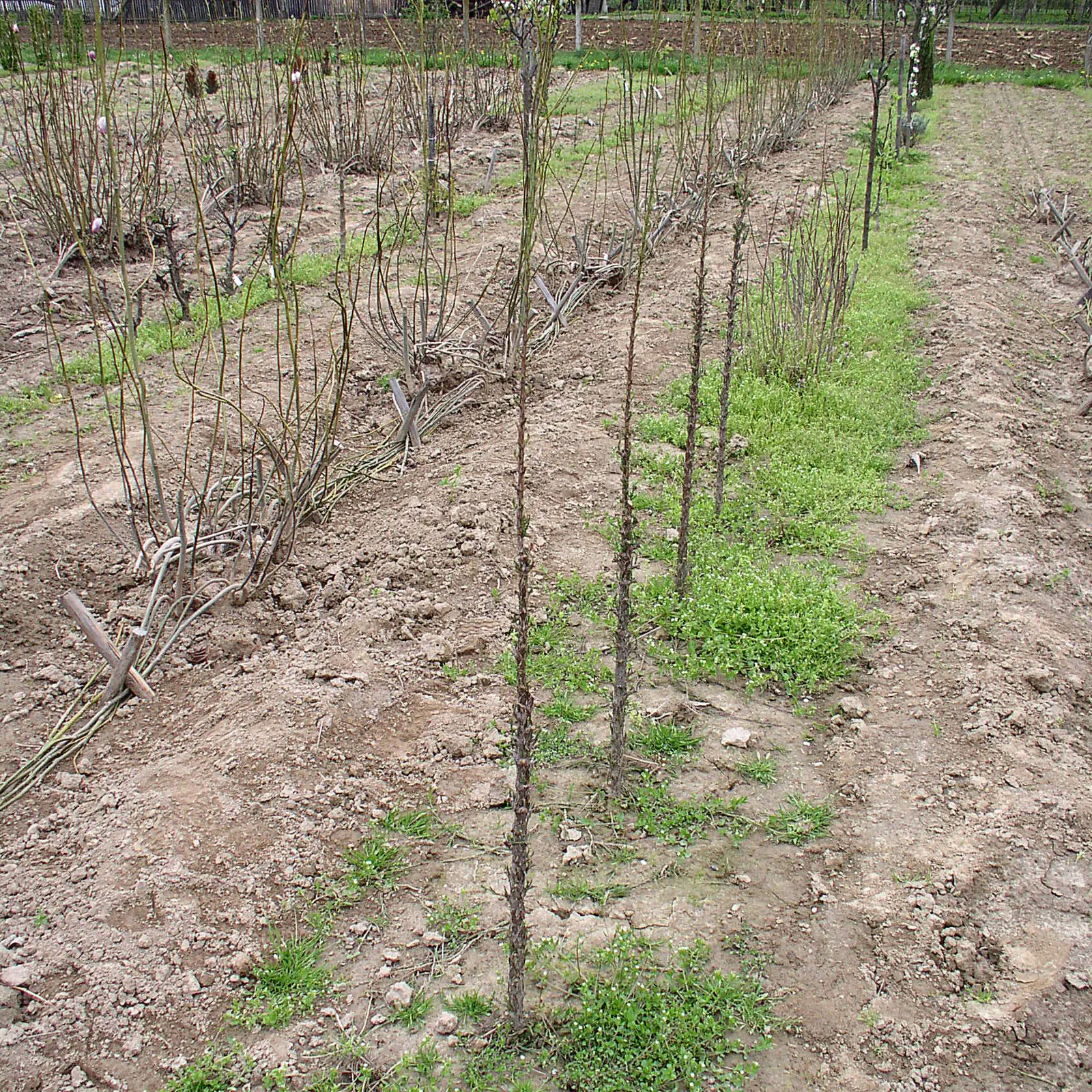 Red Cedar (Juniperus Virginiana) — the Red Cedar is notably durable; as a tip, ensure the site offers full sun to partial shade for optimal growth