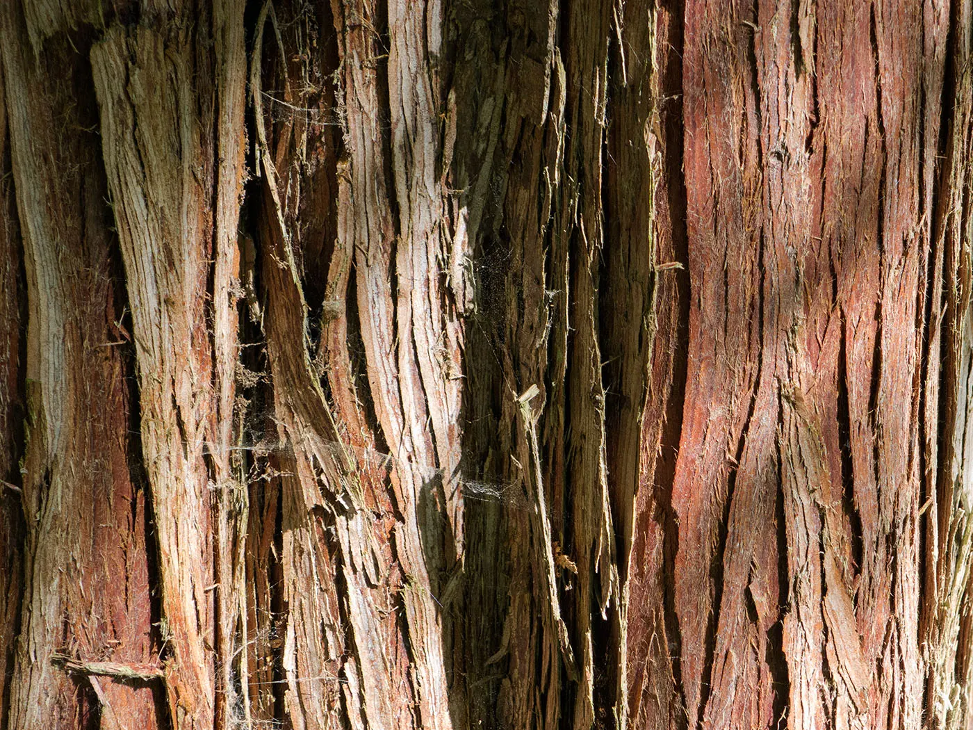Red Cedar (Juniperus Virginiana) — aromatic foliage and a conical to columnar shape