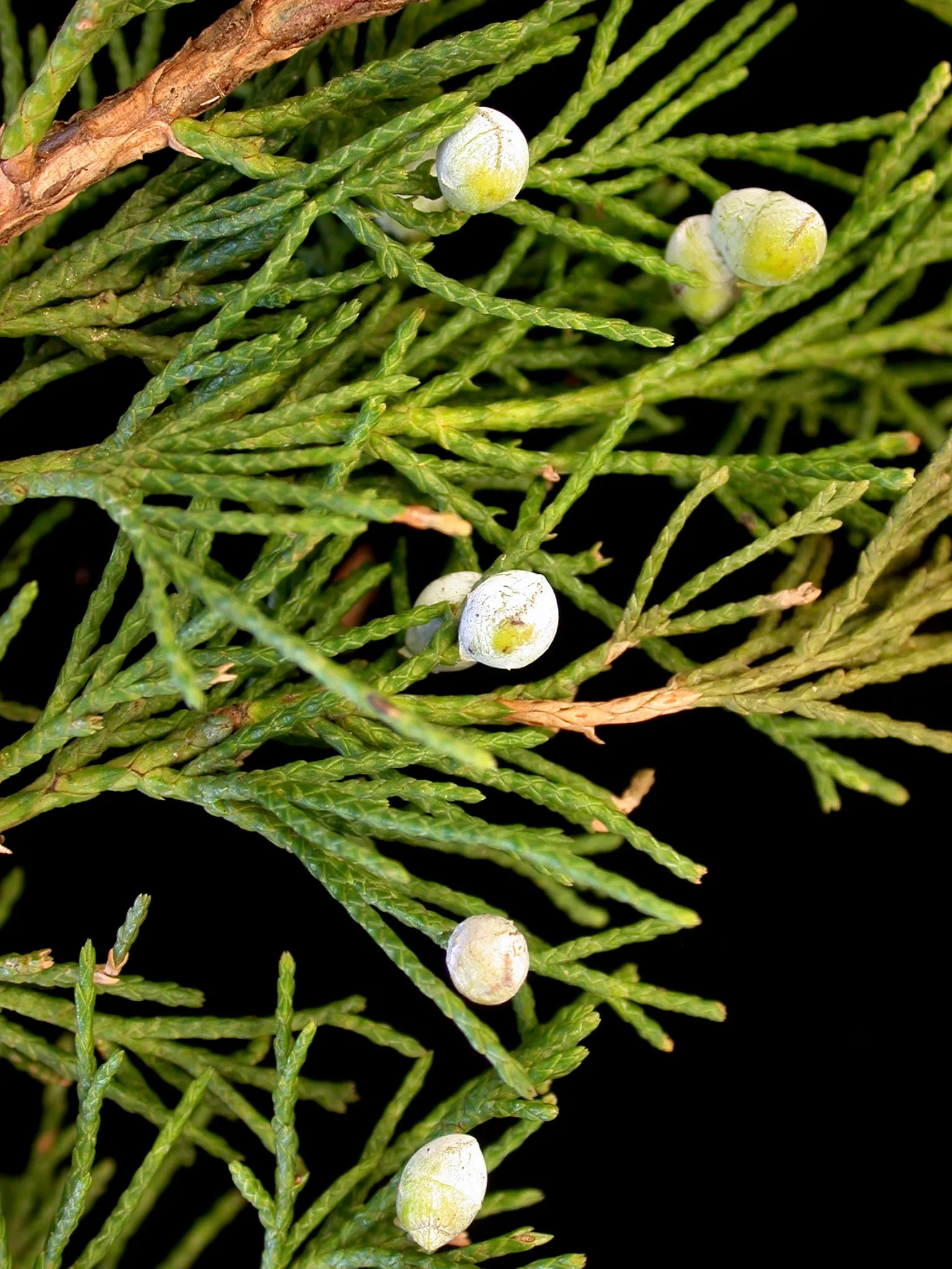 Red Cedar (Juniperus Virginiana) — emerge after the inconspicuous spring blooming; providing stately vertical accents along with a handsome