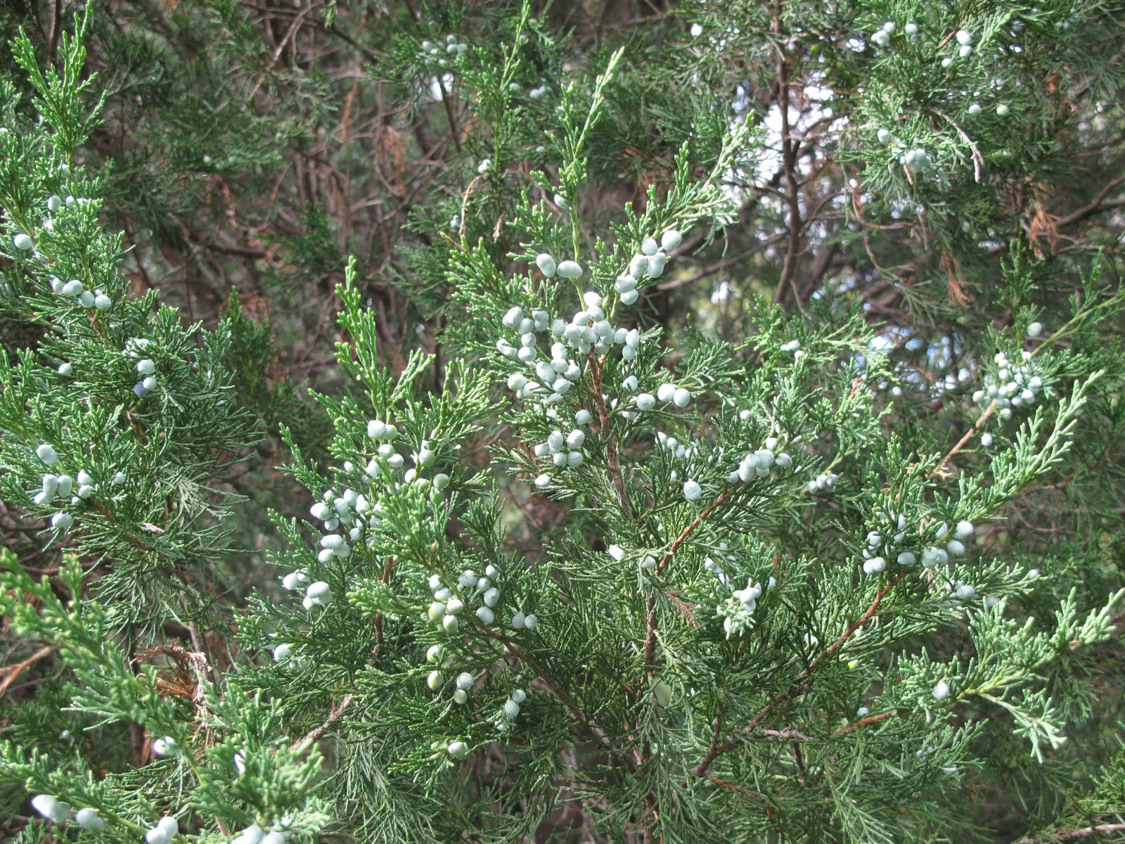 Red Cedar (Juniperus Virginiana) — contributing to the ecosystem-friendly aspect of the design.<br><br>As a landscape element; the Red Cedar is notably durable