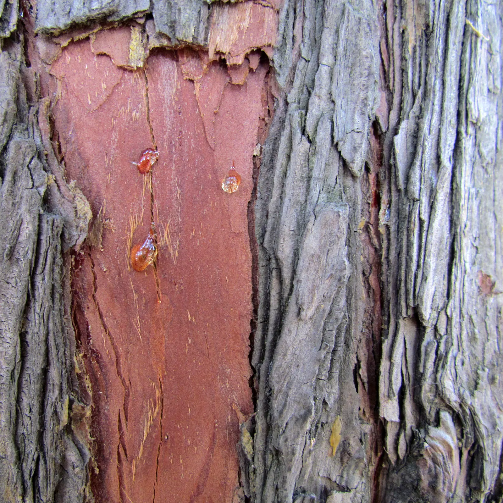 Red Cedar (Juniperus Virginiana) — providing stately vertical accents along with a handsome; is a coniferous evergreen that offers robust character to any